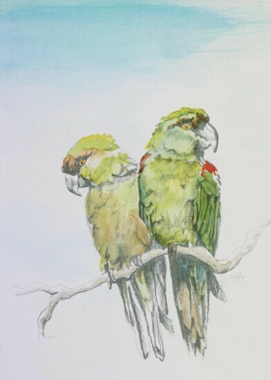 Maroon-Fronted Parrots