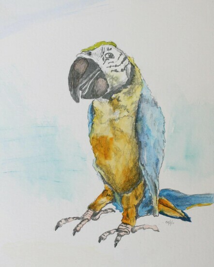 Mischievous Macaw