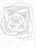 Rose by David