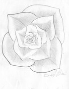 Rose by David