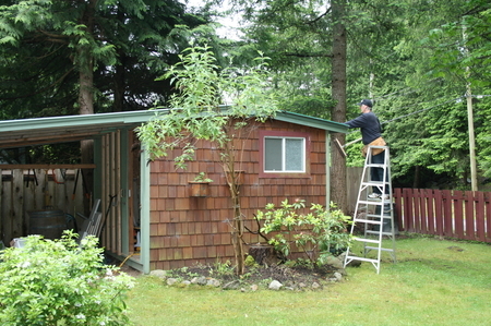 Shed Roof Repair